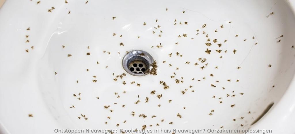 Rioolvliegjes in huis Nieuwegein? Oorzaken en oplossingen